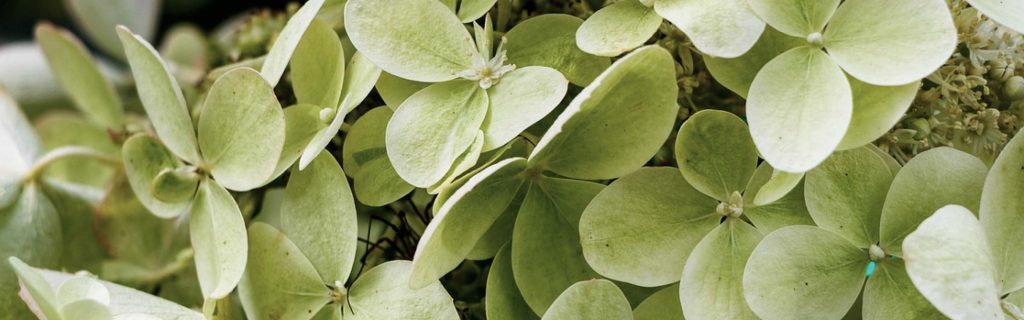 offrir facialiste paris 16 ambiance hydrangea